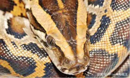 海贼王：原班王下七武海的动物原型，老甚平的形象来自恐怖鲸鲨