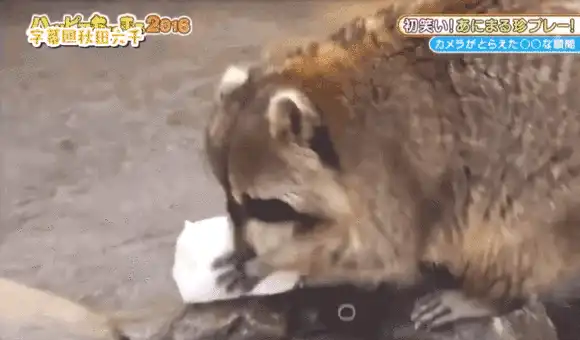 明日方舟：“罗宾”原型和元素考据，浣熊、侠盗与教父