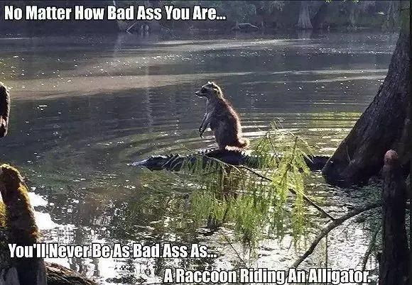 明日方舟：“罗宾”原型和元素考据，浣熊、侠盗与教父