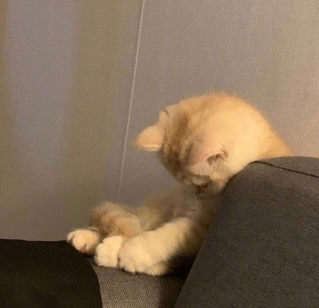 头像｜元气少女缘结神动漫头像