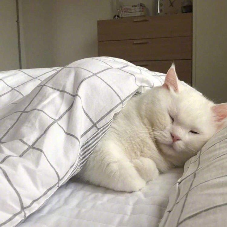 头像｜元气少女缘结神动漫头像