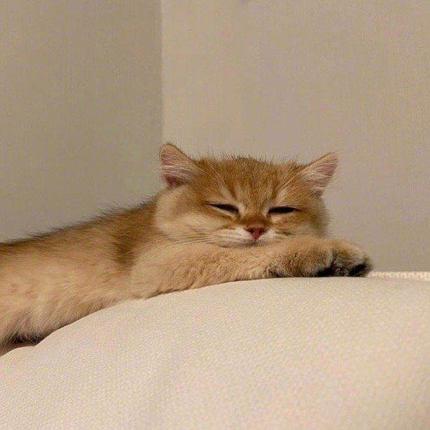 头像｜元气少女缘结神动漫头像