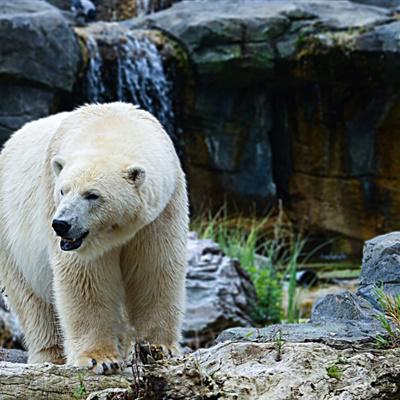 头像｜元气少女缘结神动漫头像