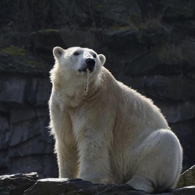 头像｜元气少女缘结神动漫头像