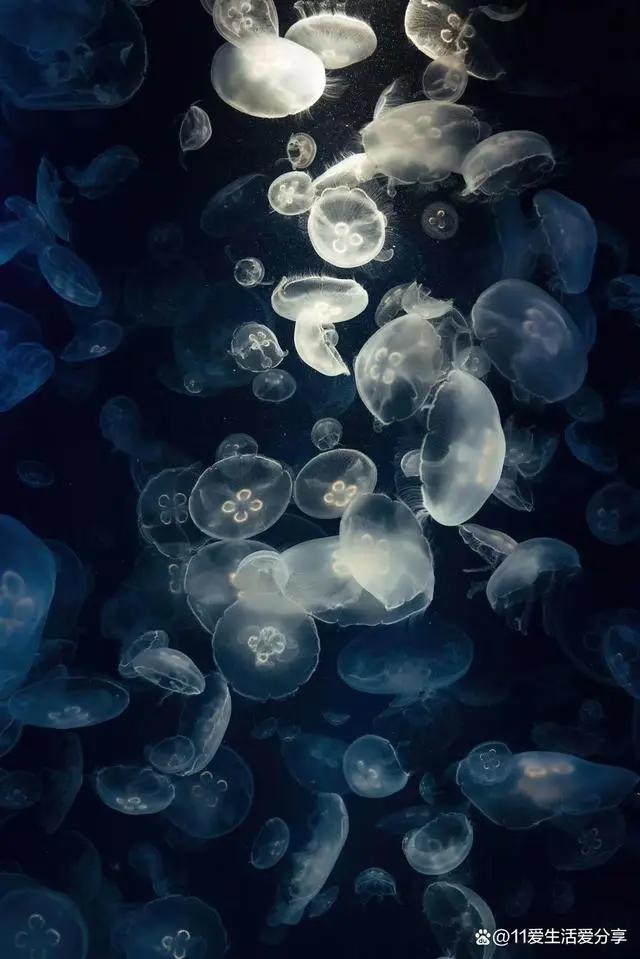 动漫壁纸，各取所需