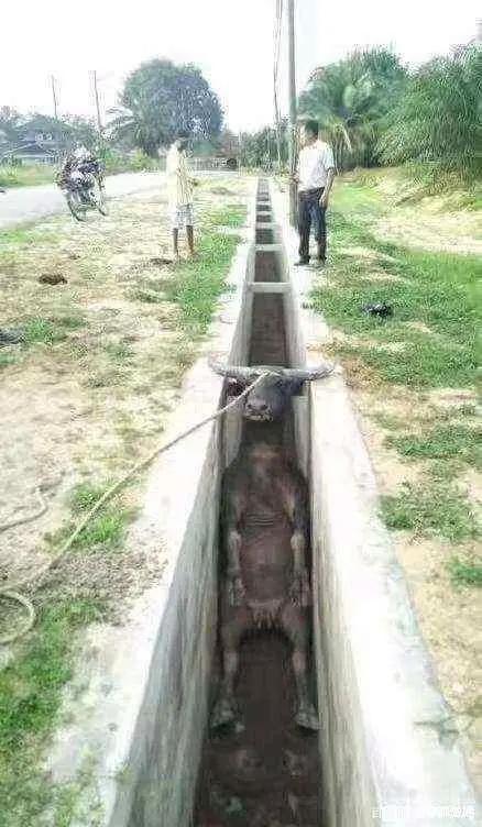 沙雕漫画图片集锦