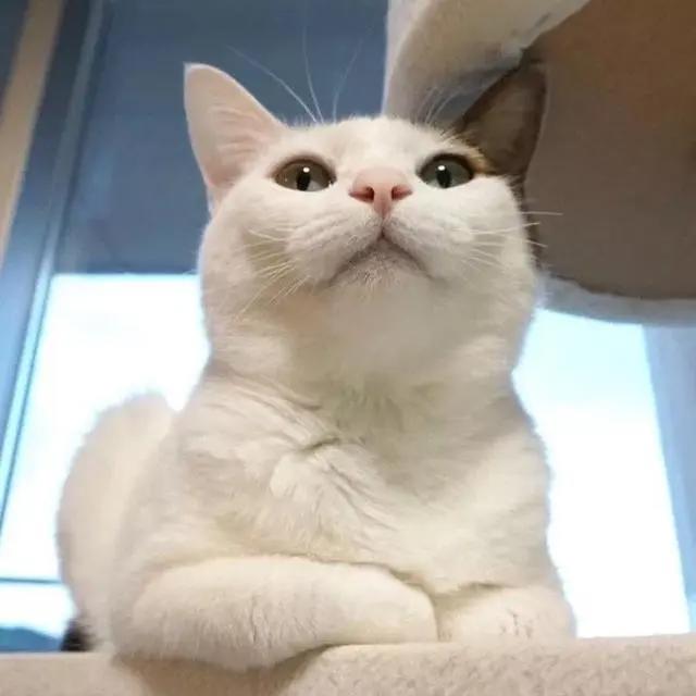 优质动漫｜情侣头像Ⅳ