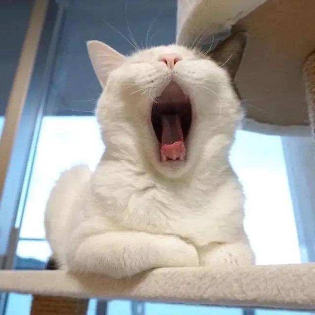 优质动漫｜情侣头像Ⅳ