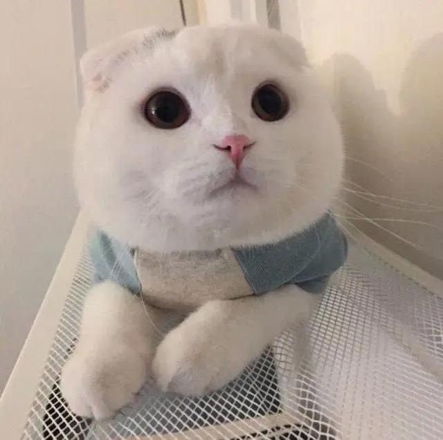 优质动漫｜情侣头像Ⅳ