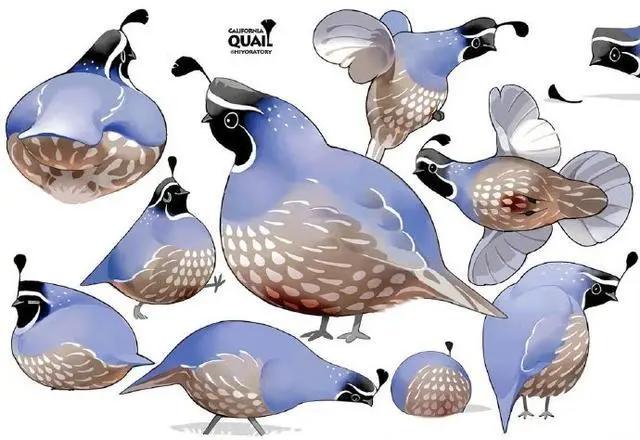 动漫中的帅哥美女看腻了，来看看小鸟们吧，可爱又治愈