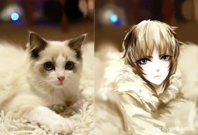 二次元与三次元的神奇区别,摆脱现实困扰,果然是纸片人更美妙!