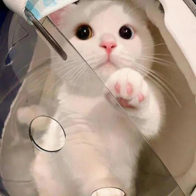 动漫头像丨开始做自己就开始变美丽