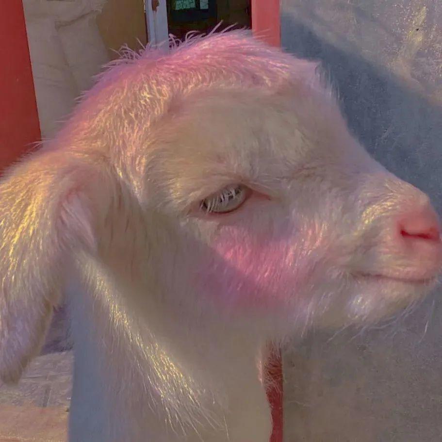 动漫头像丨开始做自己就开始变美丽