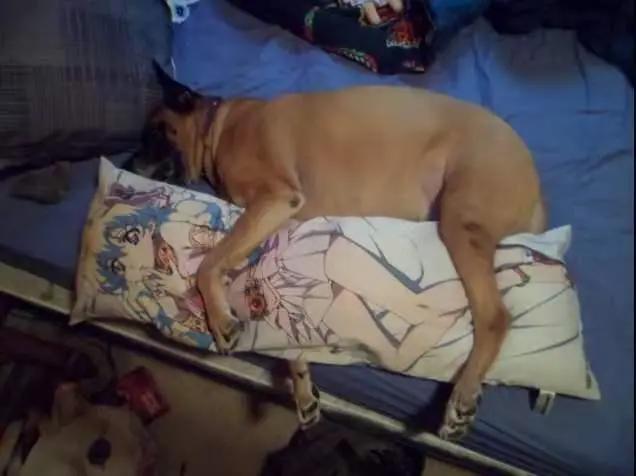 动漫美少女抱枕，那么受宅男欢迎，却怕被“公开处刑”？