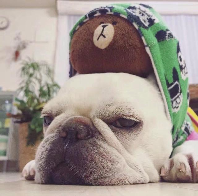 可爱动物头像来哒