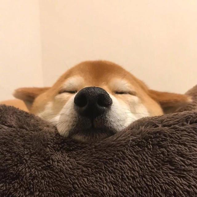 可爱动物头像来哒