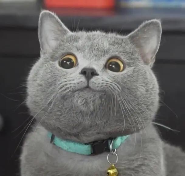 可爱动物头像来哒