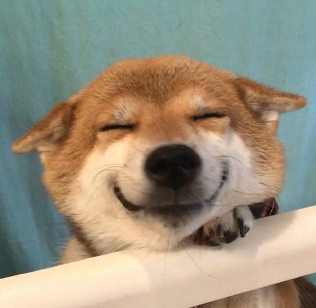 可爱动物头像来哒