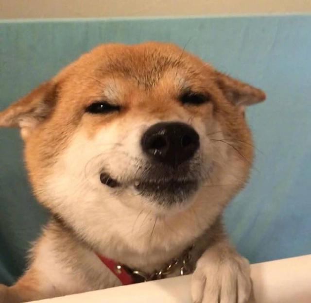 可爱动物头像来哒