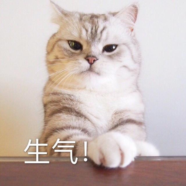 可爱动物头像来哒