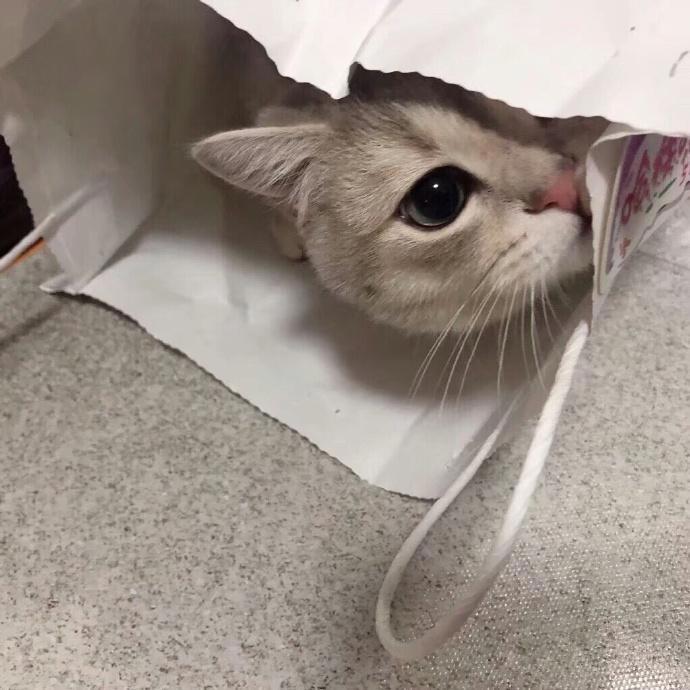 有没有可爱又不明显的情侣头像？