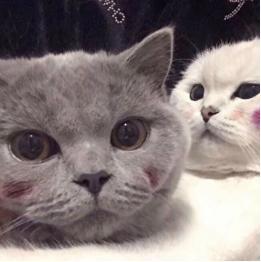 好看咋呼、机智又不张扬的情头