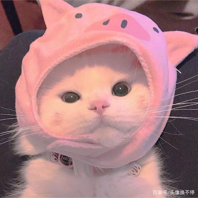 粉色头像——粉色情头（第二弹）