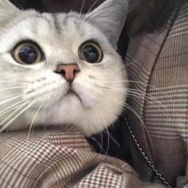 猫咪头像，喜欢喵星人的朋友在哪里