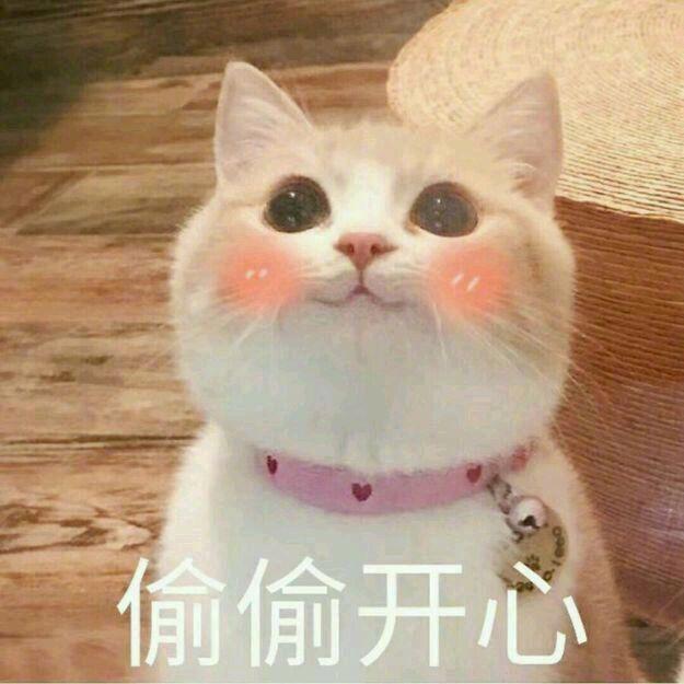 猫咪头像，喜欢喵星人的朋友在哪里