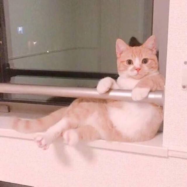 猫咪头像，喜欢喵星人的朋友在哪里