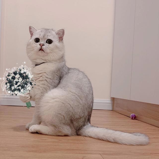 猫咪头像，喜欢喵星人的朋友在哪里