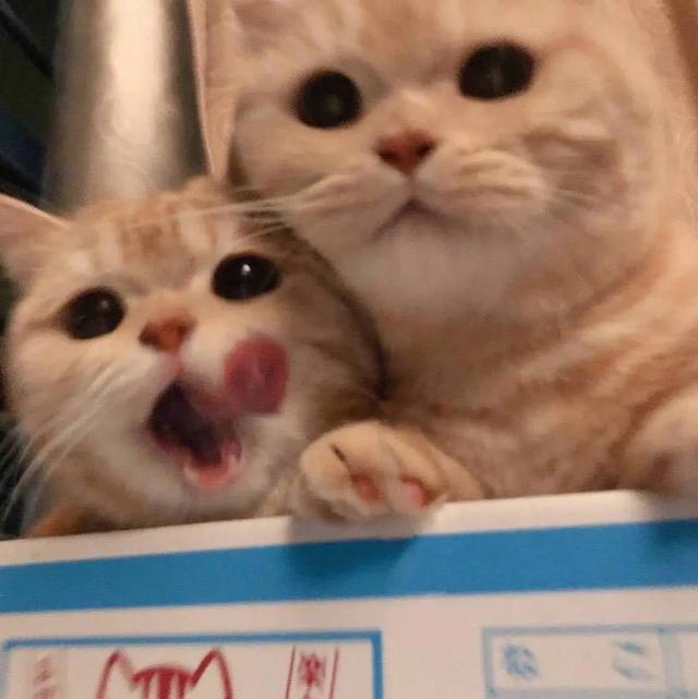 猫咪头像，喜欢喵星人的朋友在哪里