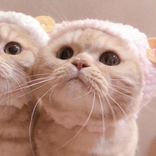 有没有好看又可爱的情头？