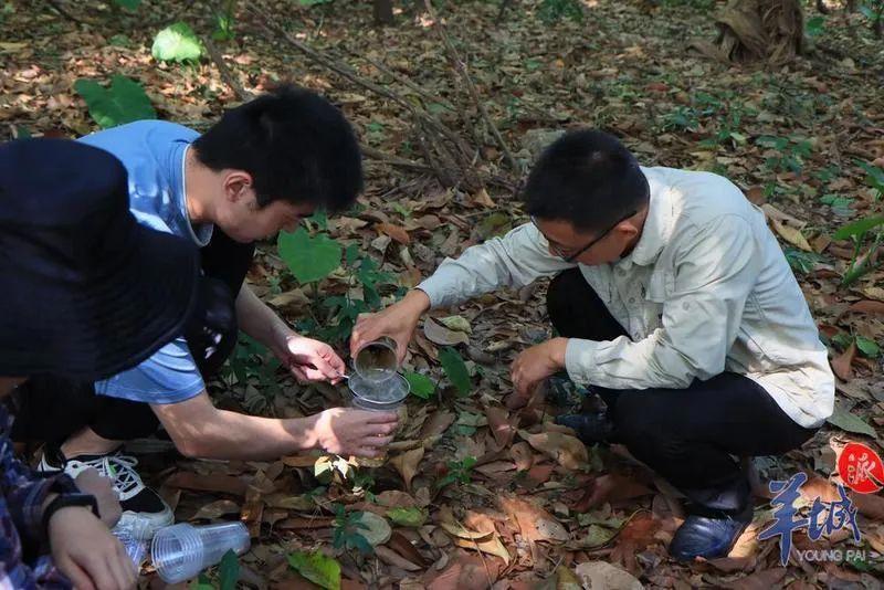 世界首次报道！海珠湿地公园发现昆虫新物种