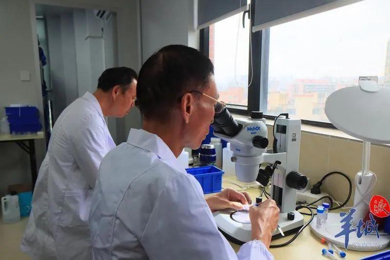 世界首次报道！海珠湿地公园发现昆虫新物种