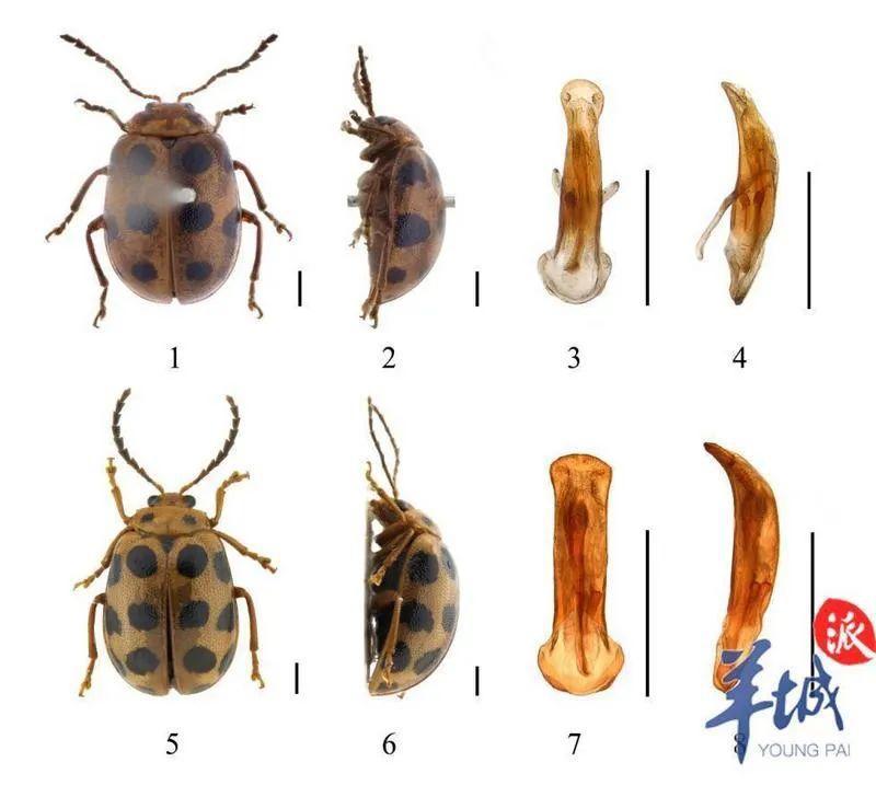 世界首次报道!海珠湿地公园发现昆虫新物种