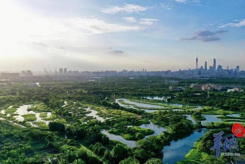 世界首次报道!海珠湿地公园发现昆虫新物种