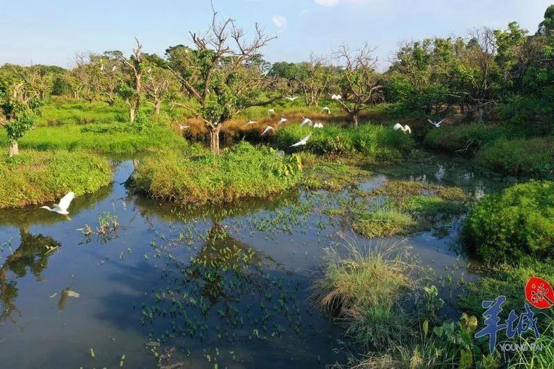 世界首次报道！海珠湿地公园发现昆虫新物种