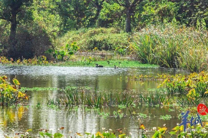 世界首次报道!海珠湿地公园发现昆虫新物种