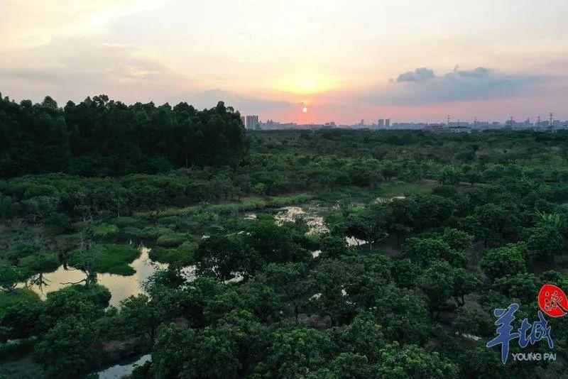 世界首次报道！海珠湿地公园发现昆虫新物种