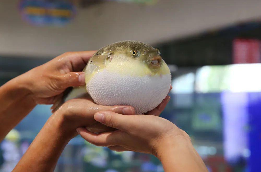 黑龙江黑河疫情已发生社区传播;日本批准基因编辑河豚上市销售丨科技早新闻