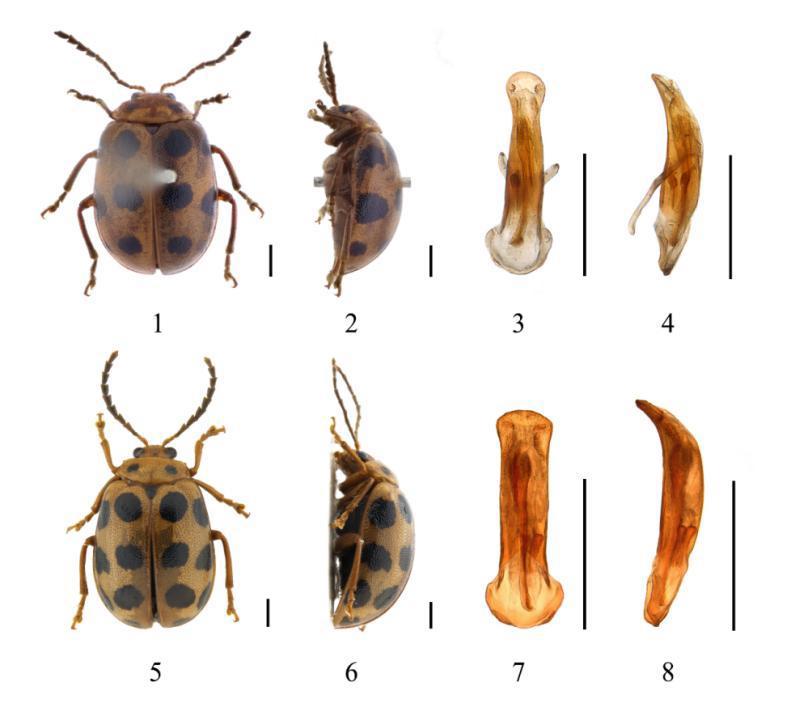 以“海珠”命名!