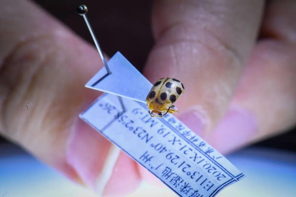 以“海珠”命名!