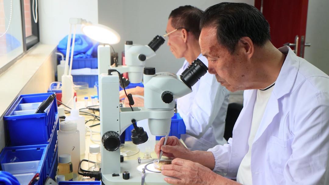 以“海珠”命名!