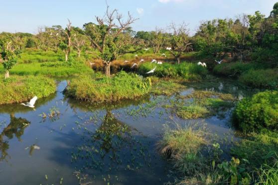以“海珠”命名!