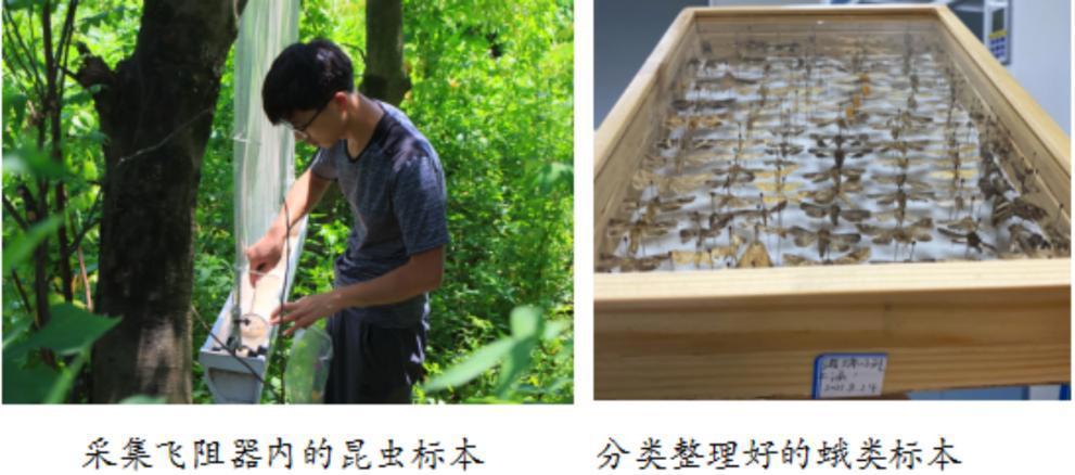 以“海珠”命名!