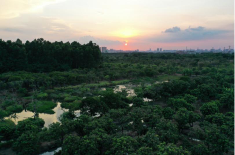以“海珠”命名!