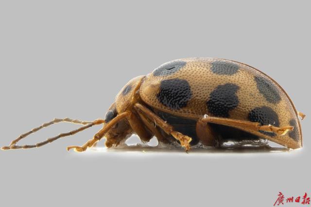 以“海珠”命名！广州海珠湿地发现昆虫新物种