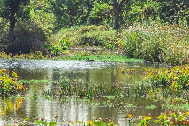 以“海珠”命名!广州海珠湿地发现昆虫新物种
