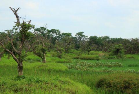 广州发现稀有新物种!以“海珠”命名!